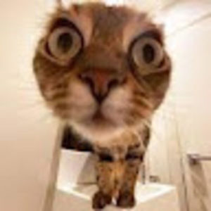 Meet your Posher, Braja